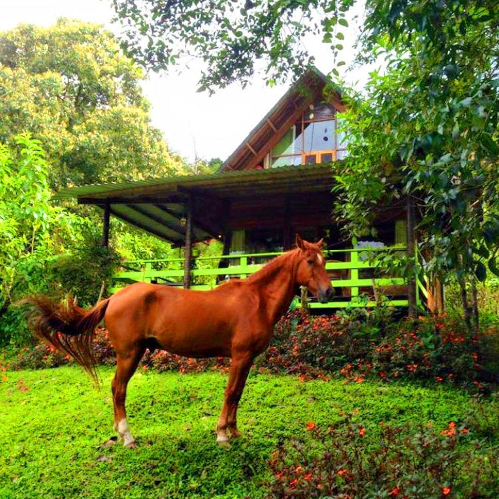 Mindo Eco Chalet Con Rio Y Cascada Exterior foto